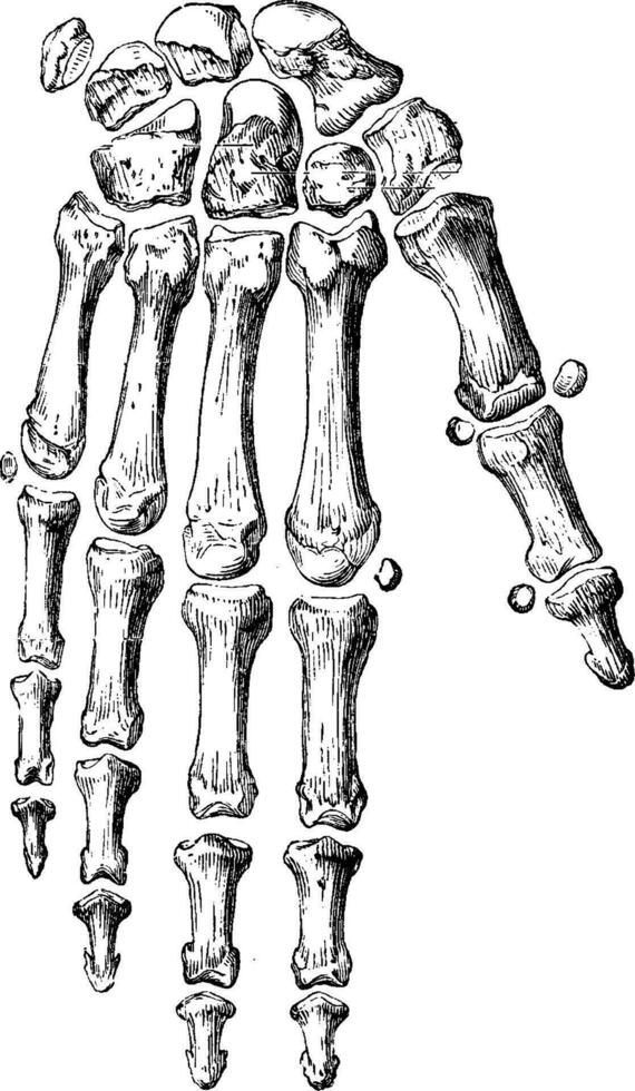 Skelett von das Hand und Finger, Jahrgang Gravur. vektor