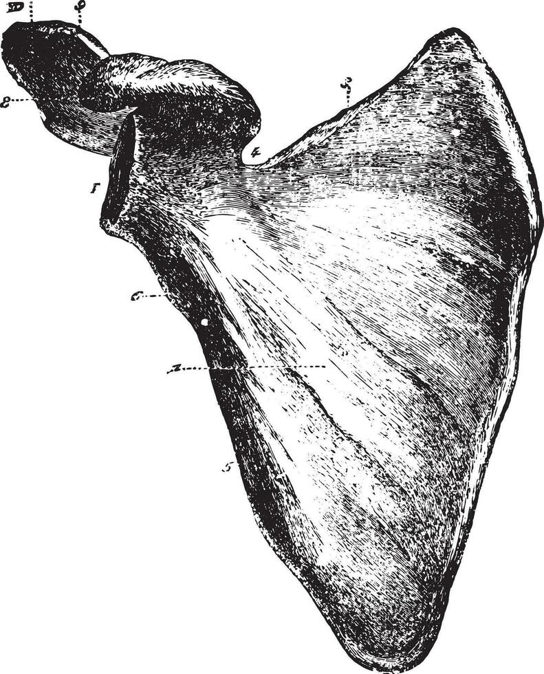 skulderblad eller axel blad sett från de främre aspekt, årgång gravyr. vektor