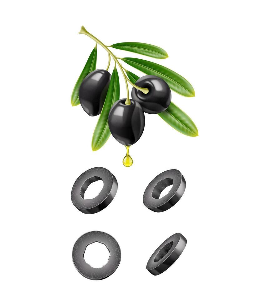 oliv gren, svart skivor med droppar, realistisk vektor