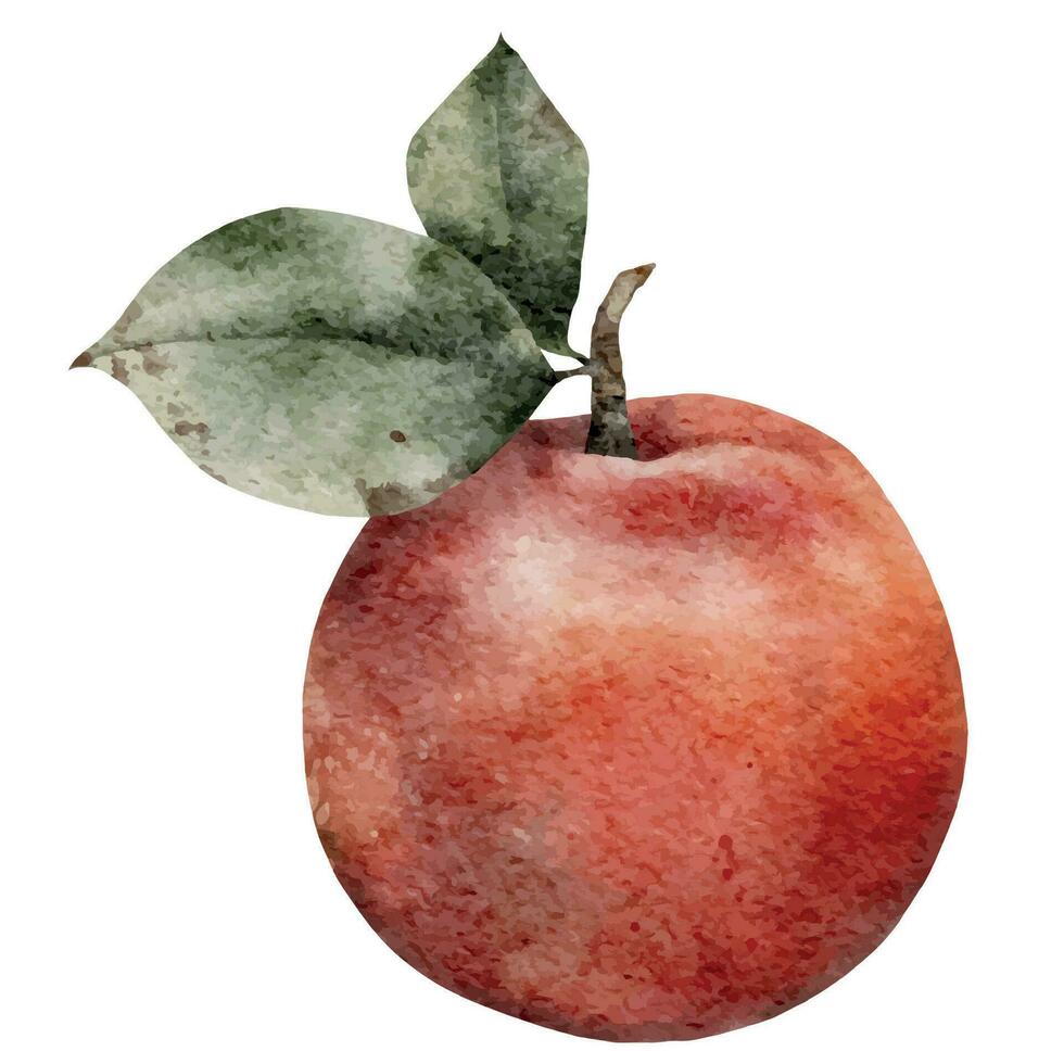 Aquarell Illustration. rot Apfel mit Grün Blätter. Hand gezeichnet frisch Früchte zum Karte, Pack, Tapeten vektor