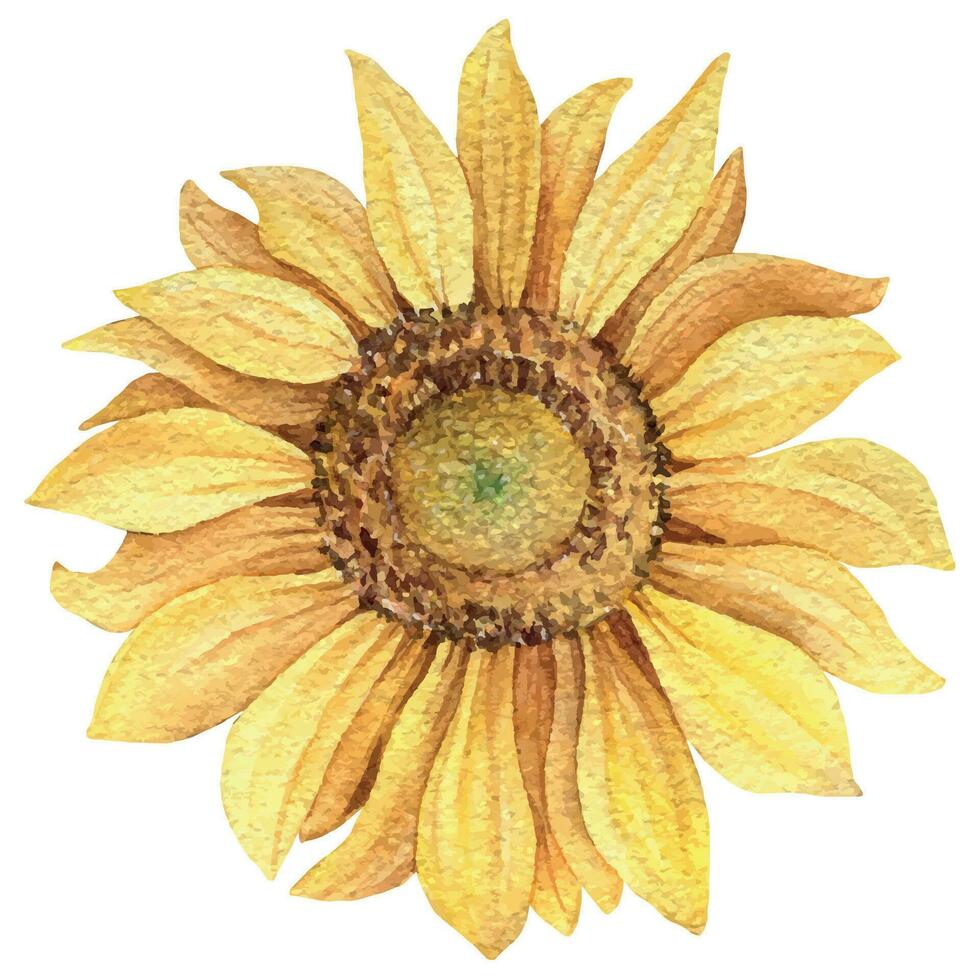 Aquarell Sonnenblumen Hand gezeichnet Blumen- Illustration. Design Elemente. vektor