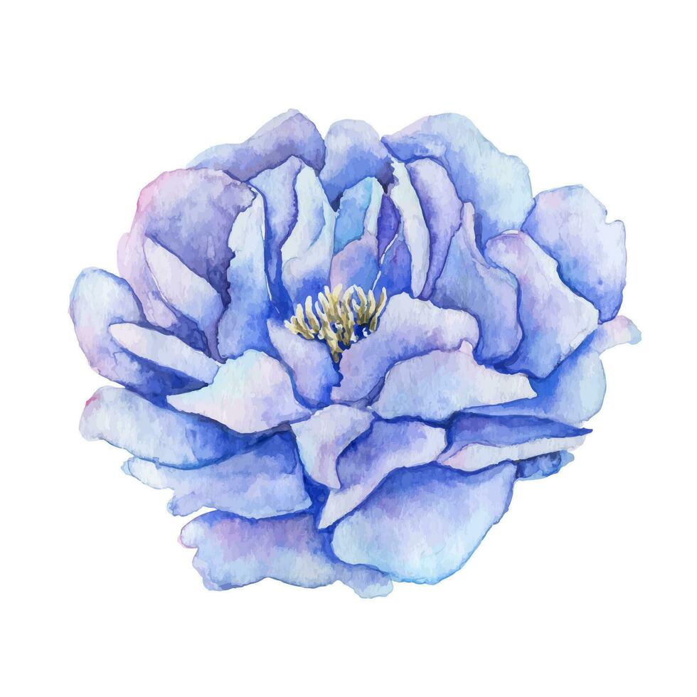 Aquarell Blau Pfingstrose Hand gezeichnet Blumen- Illustration. Design Elemente vektor