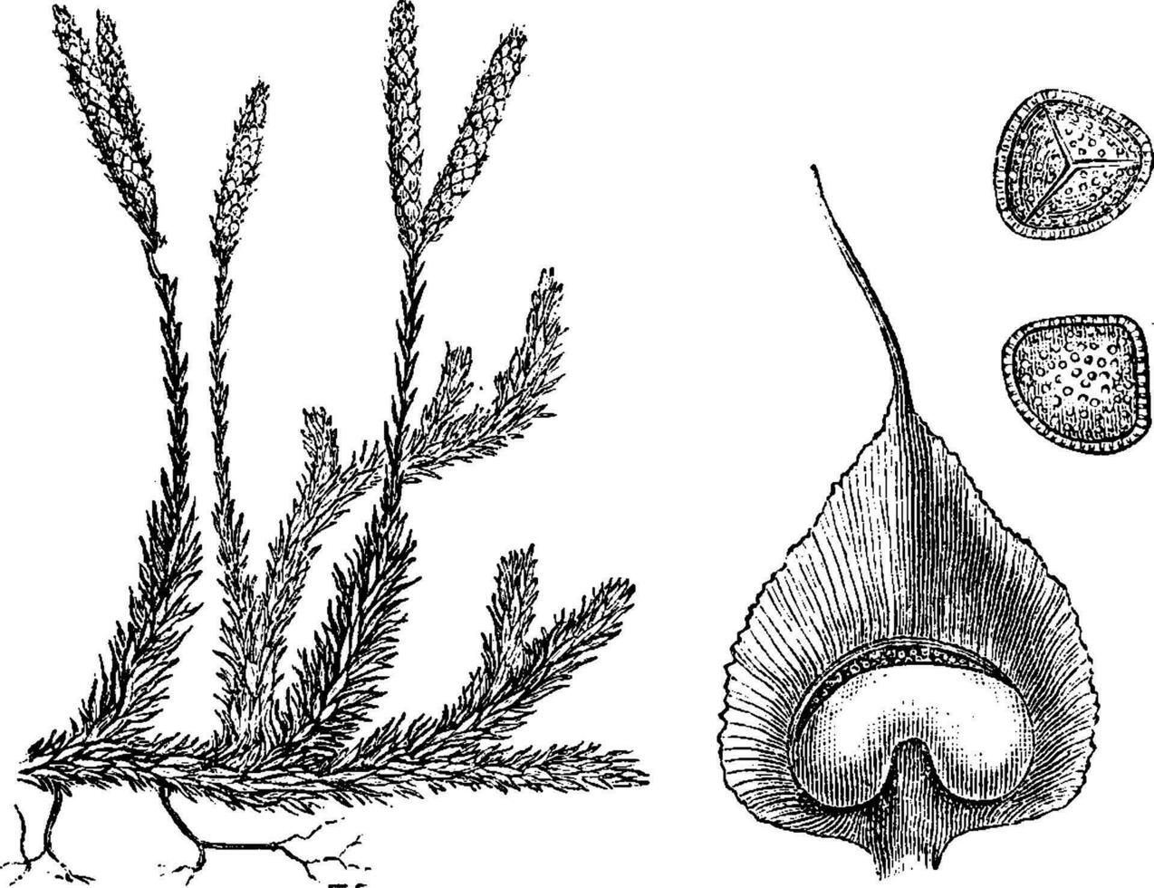 Lycopodium oder Boden Kiefern, Jahrgang Gravur. vektor