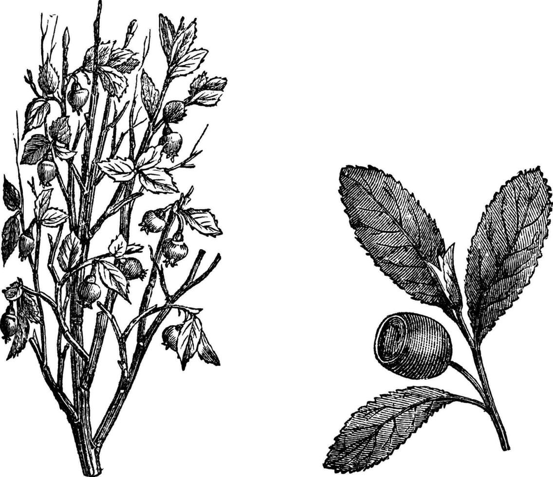 tranbär gren, fig. 58. tranbär frukt, årgång gravyr. vektor