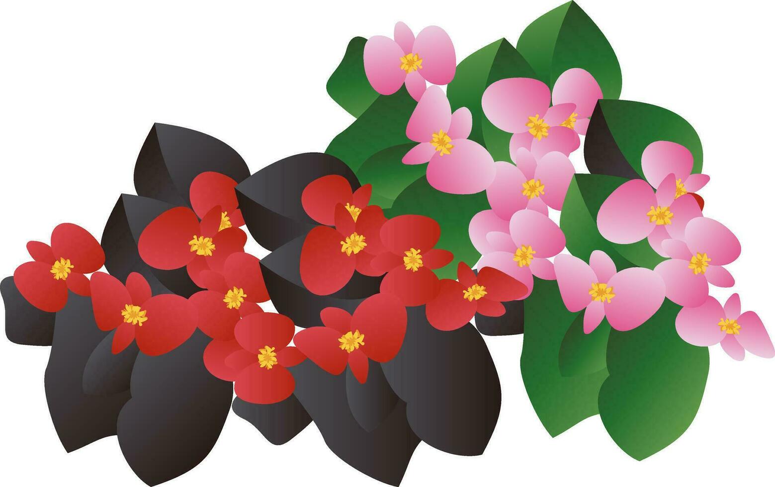 vektor illustration av röd och rosa begonia blommor med svart och grön leafs på vit bakgrund.