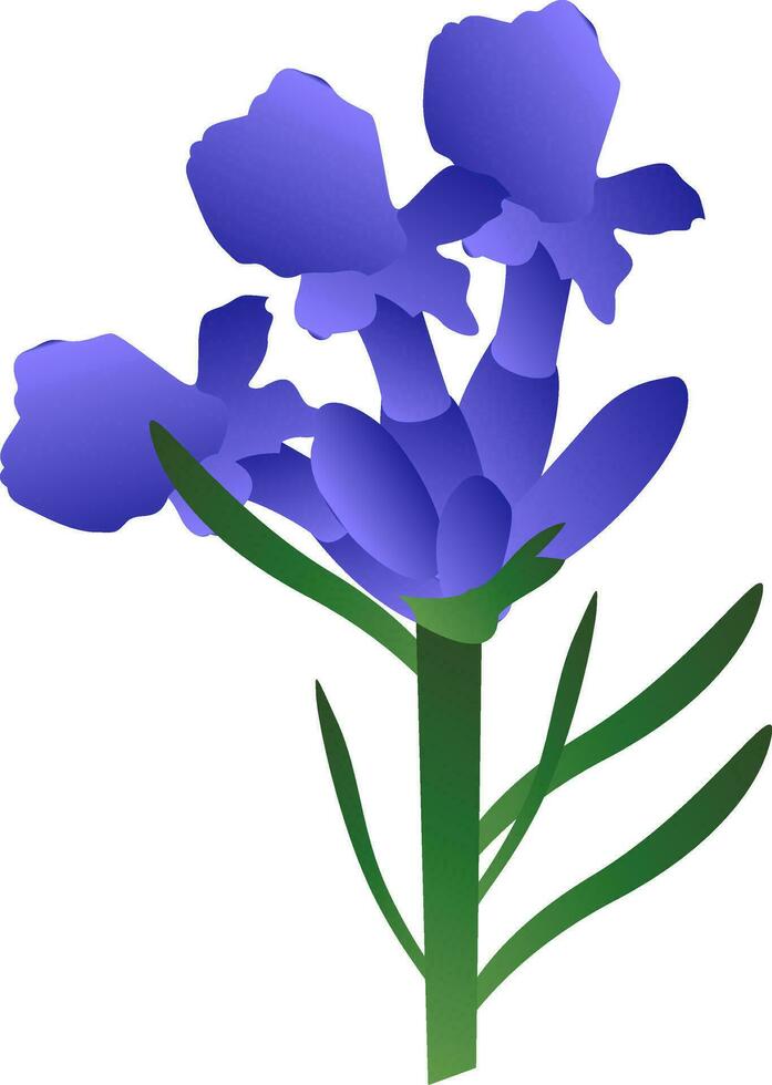 vektor illustration av lila lavander blommor med grön leafs på vit bakgrund.