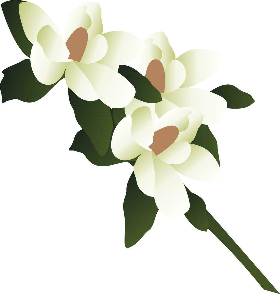 Vektor Illustration von Weiß Magnolie Blumen mit Grün Blätter auf ein Ast Weiß Hintergrund.