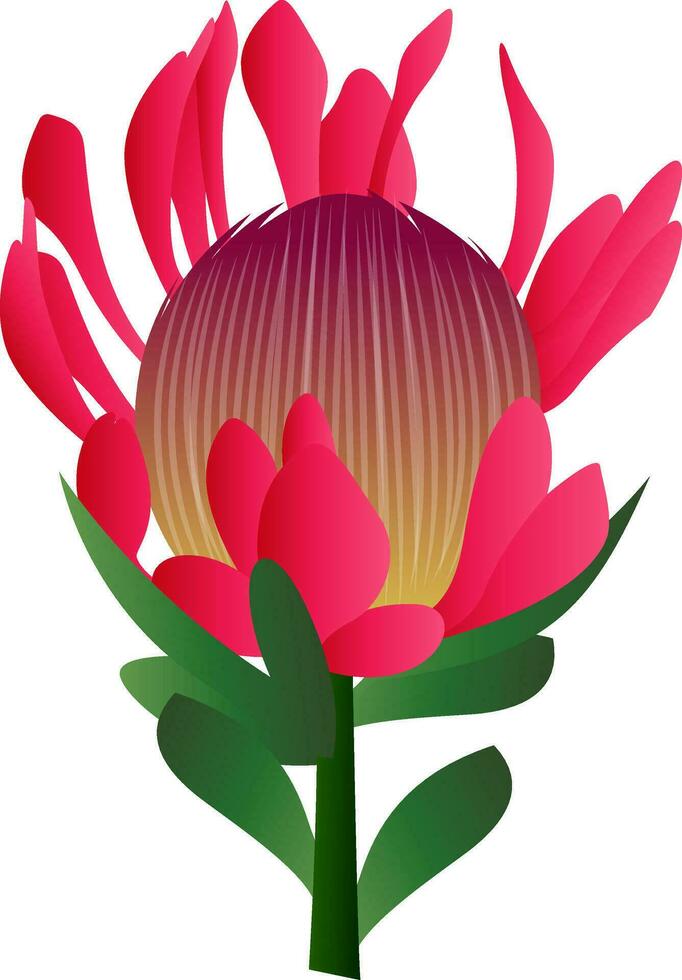 vektor illustration av ljus rosa protea blomma med grön leafs på vit bakgrund.
