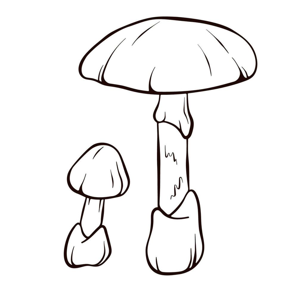 das Tod Deckel ungenießbar Pilz im Linie Kunst Stil. Amanita phalloides skizzieren Symbol. Vektor Illustration isoliert auf ein Weiß Hintergrund.