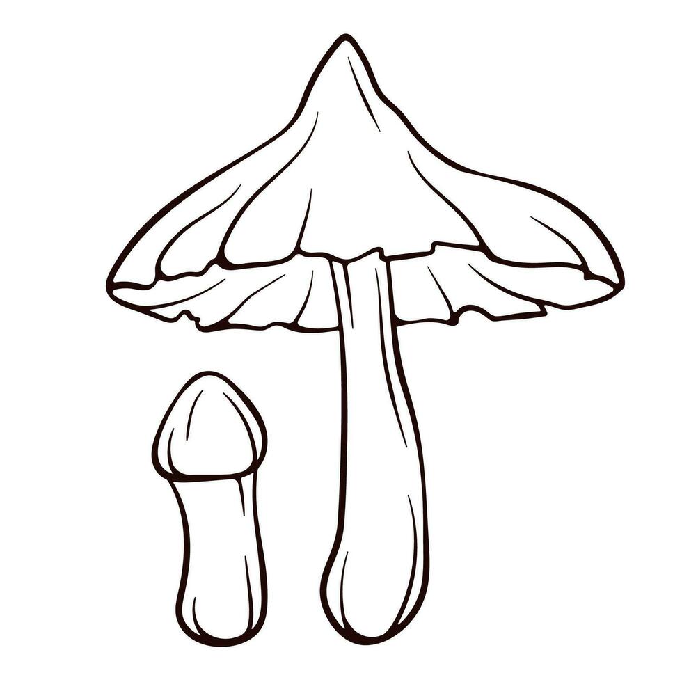 tötlich webcap ungenießbar Pilz im Linie Kunst Stil. giftig cortinarius Rubellus schwarz und Weiß Vektor skizzieren. Illustration isoliert auf ein Weiß Hintergrund.