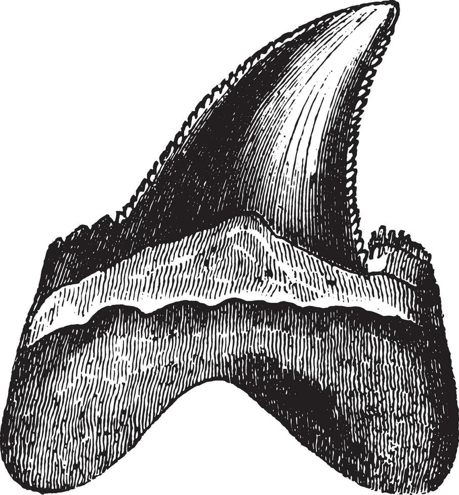 tand av squale, jätte haj, årgång gravyr. vektor