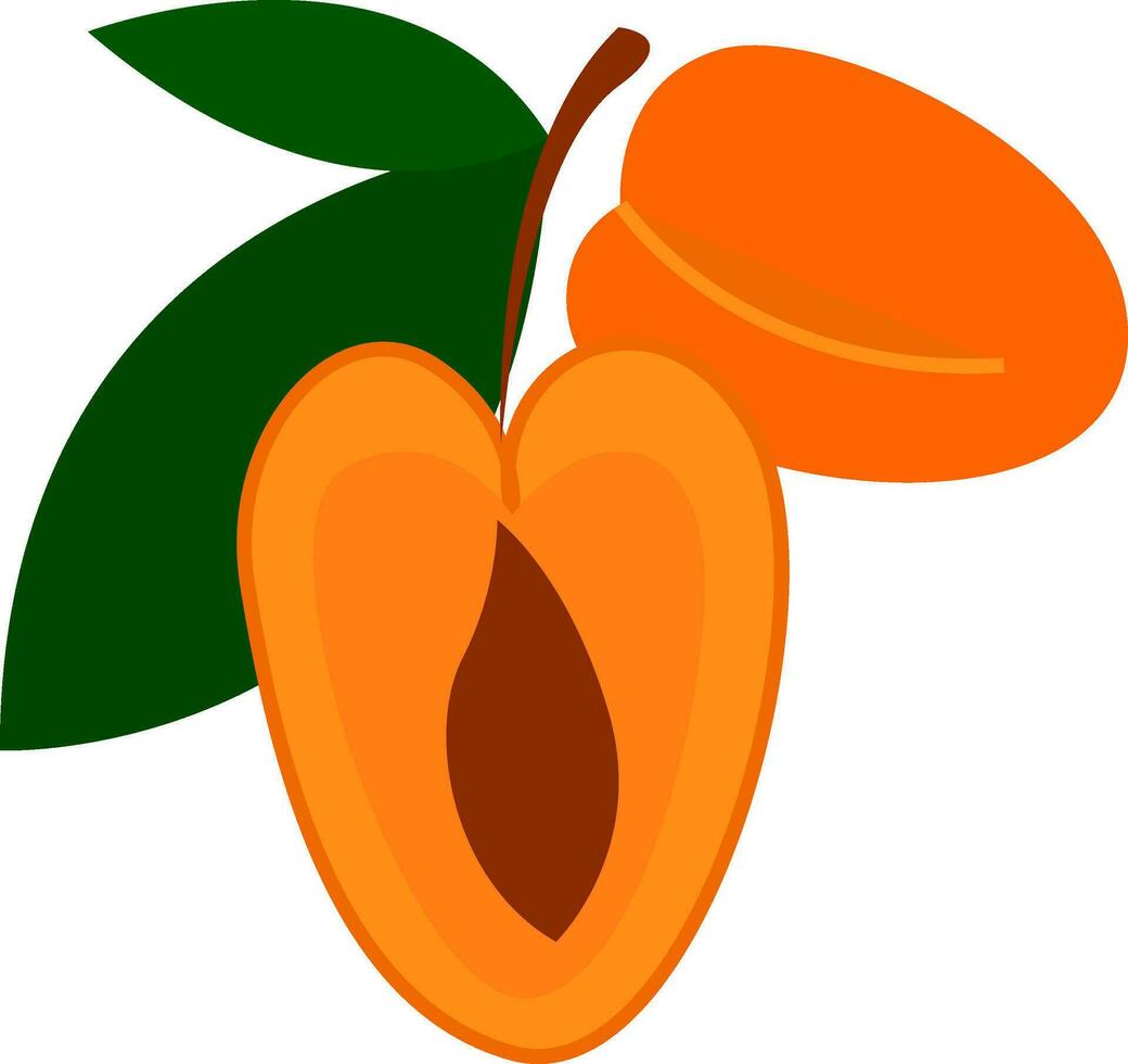 zwei Karikatur Orange Aprikosen Vektor illustartion auf Weiß Hintergrund