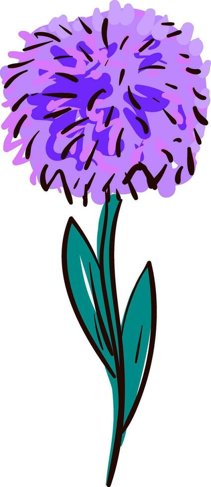 lila aster blomma illustration Färg vektor på vit bakgrund