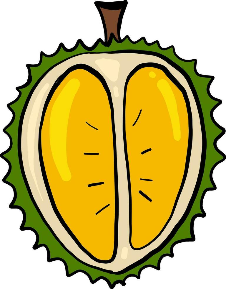 Durian skära i halv, illustration, vektor på vit bakgrund