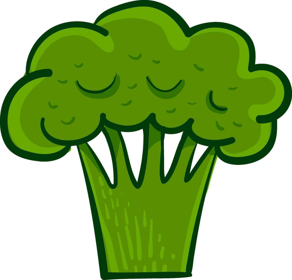 färsk broccoli, illustration, vektor på vit bakgrund