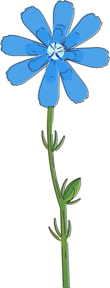 Zeichnung von das Chicoree Blume Vektor oder Farbe Illustration