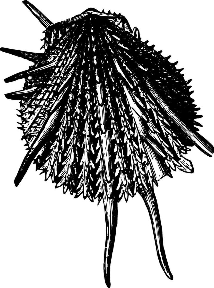 Spondylus imperialis Jahrgang Illustration. vektor