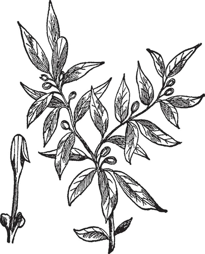 lager, grandiflora, stam, pyramidal, form årgång illustration. vektor