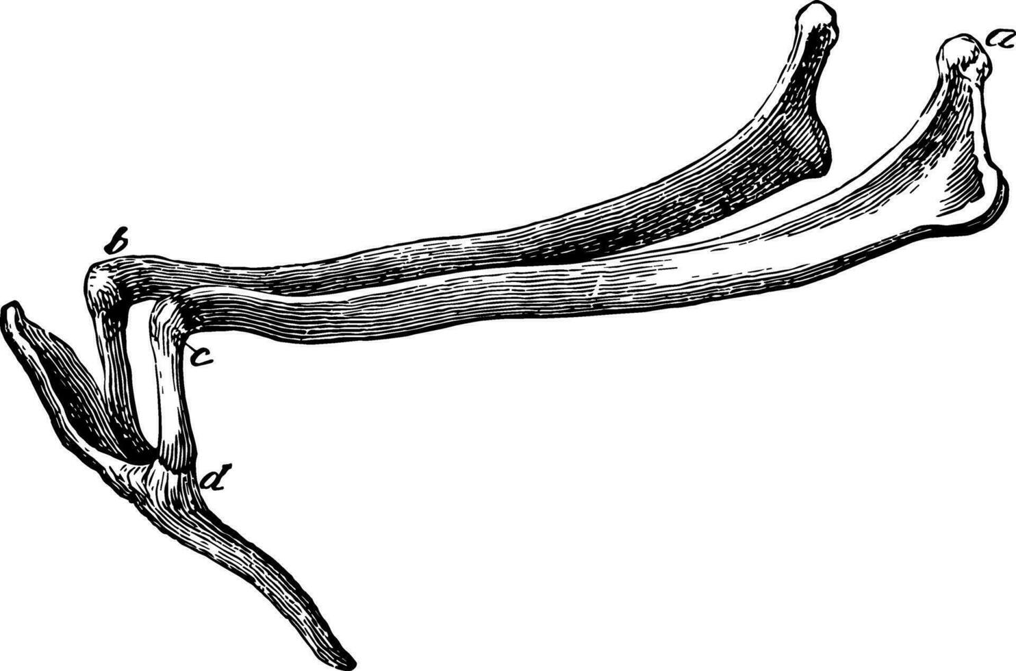 Zungenbein Serie von Knochen im ein Pferd Jahrgang Illustration. vektor