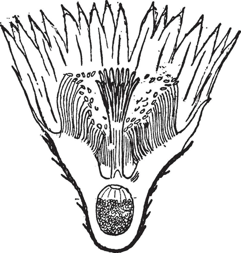 Echinocactus Blume Jahrgang Illustration. vektor