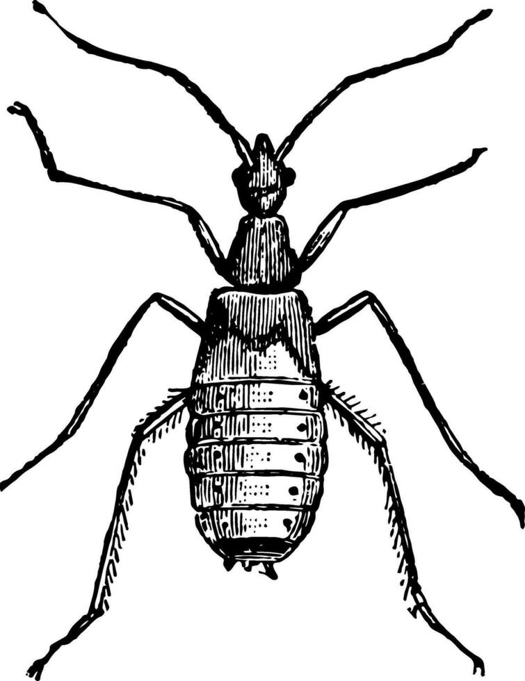 puppa av besvärlig personatus blottad av dess dölja av damm årgång illustration. vektor