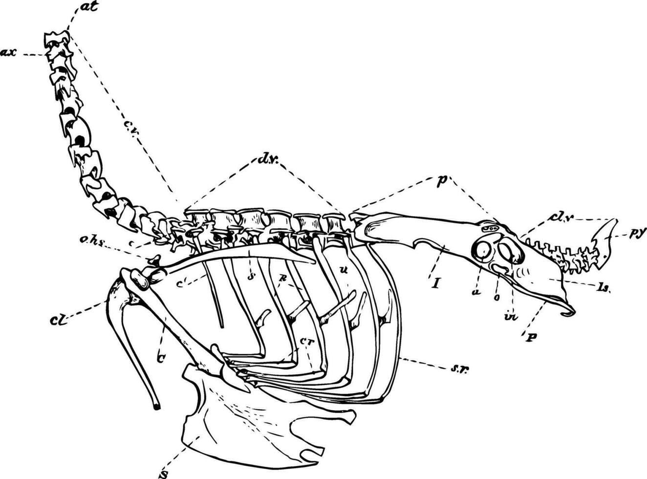 axial Skelett Jahrgang Illustration. vektor