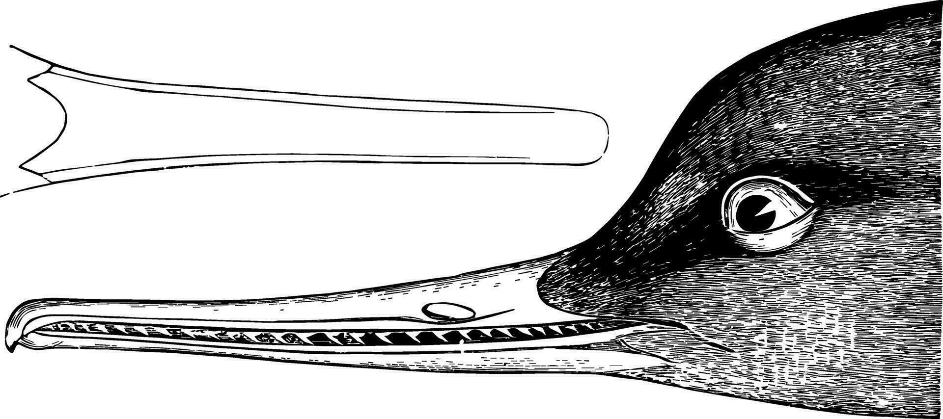 röd breasted skrake årgång illustration. vektor