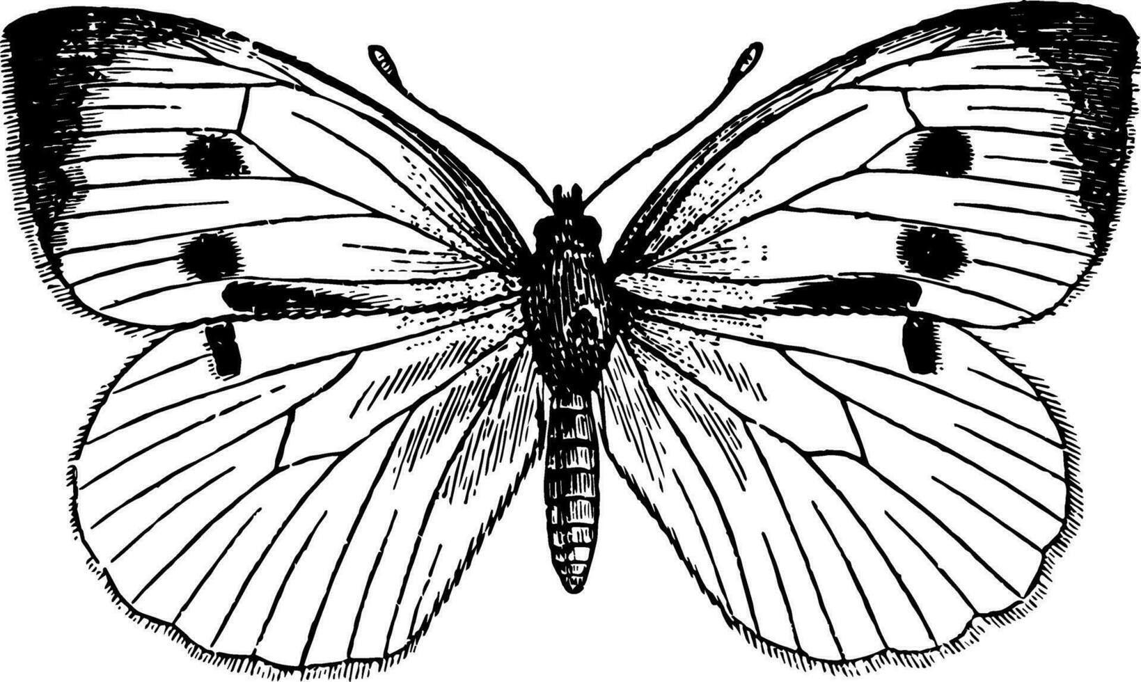 Pieris Brassicae Jahrgang Illustration. vektor