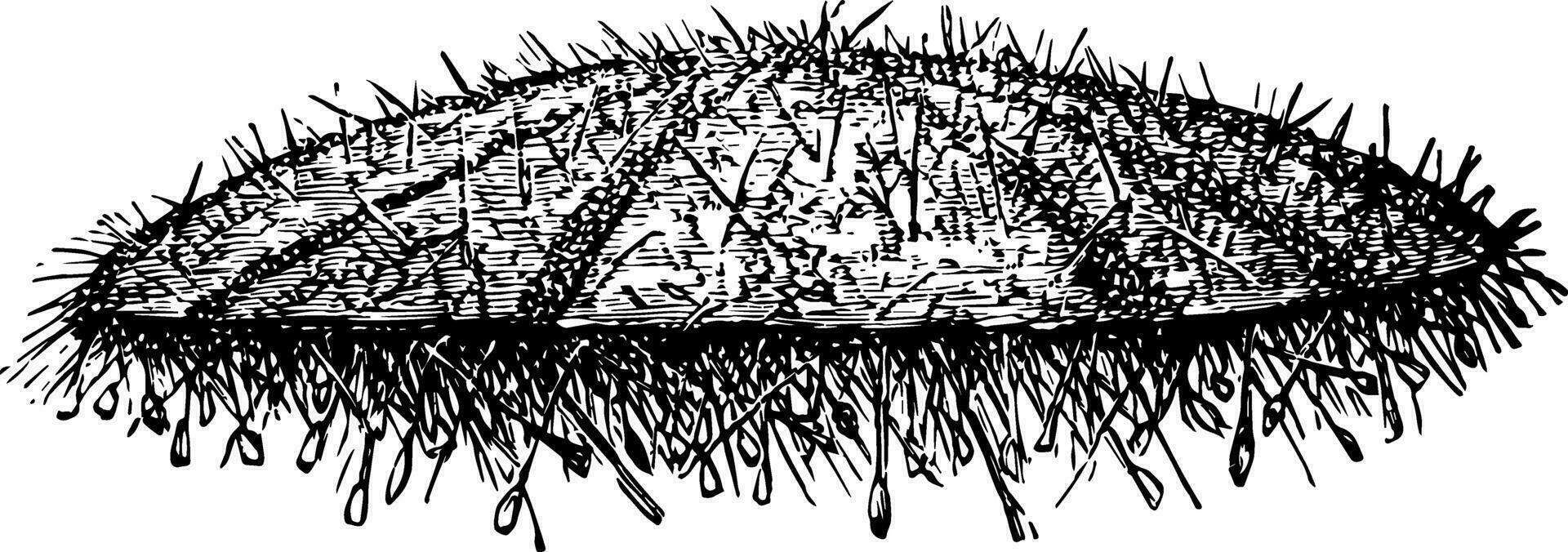 hav kråka årgång illustration vektor