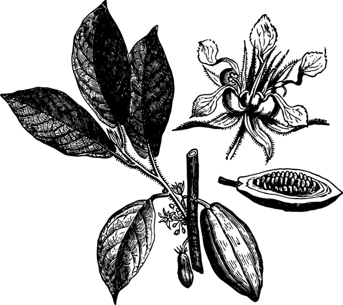 kakao årgång illustration. vektor