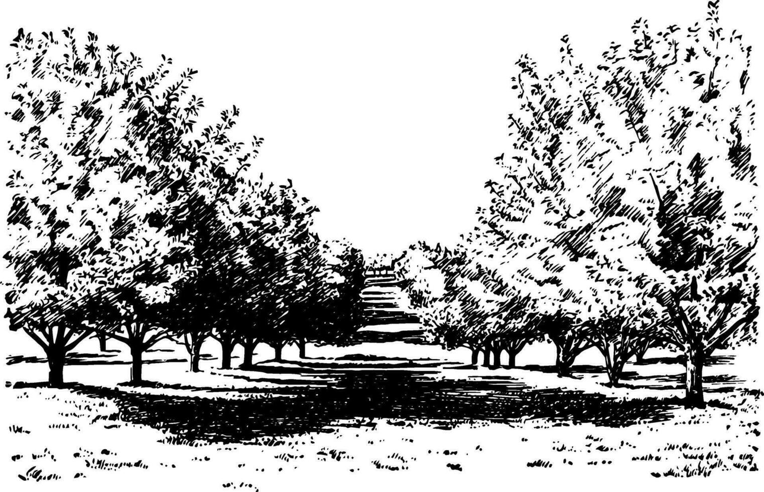 kalifornien äpple fruktträdgård, årgång illustration. vektor
