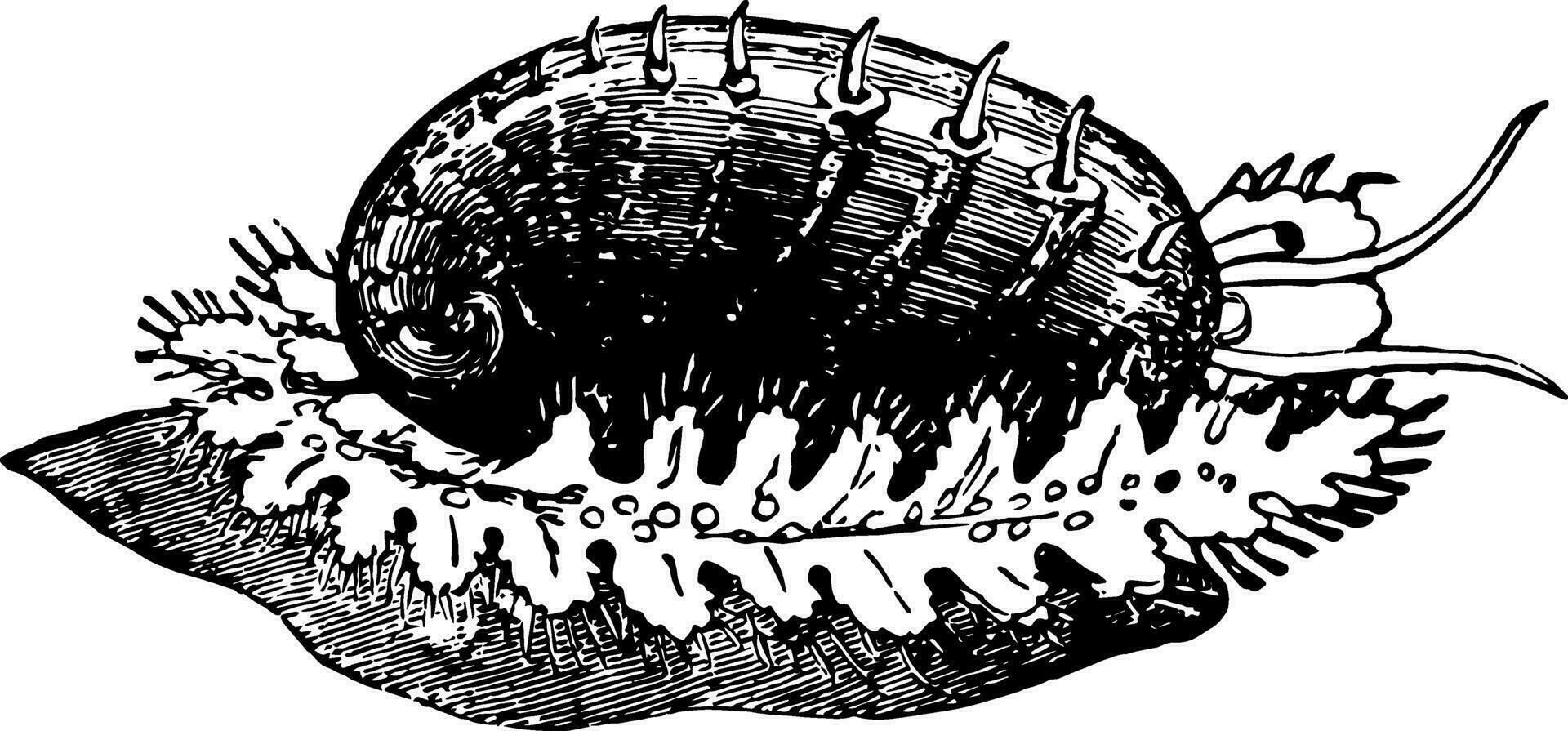 Grün ormer Jahrgang Illustration. vektor