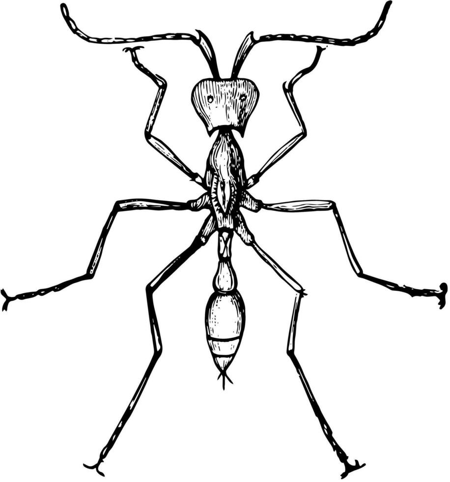 armén myra, årgång illustration. vektor