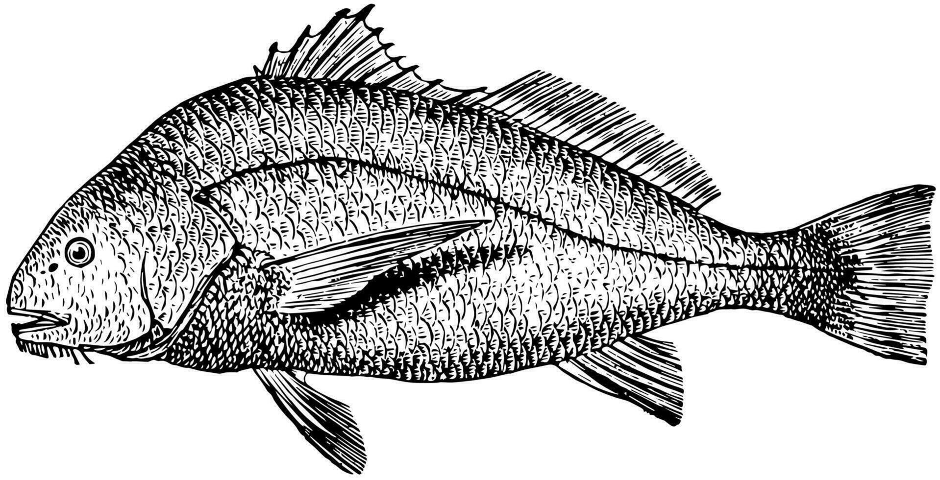 Salzwasser Trommel, Jahrgang Illustration. vektor