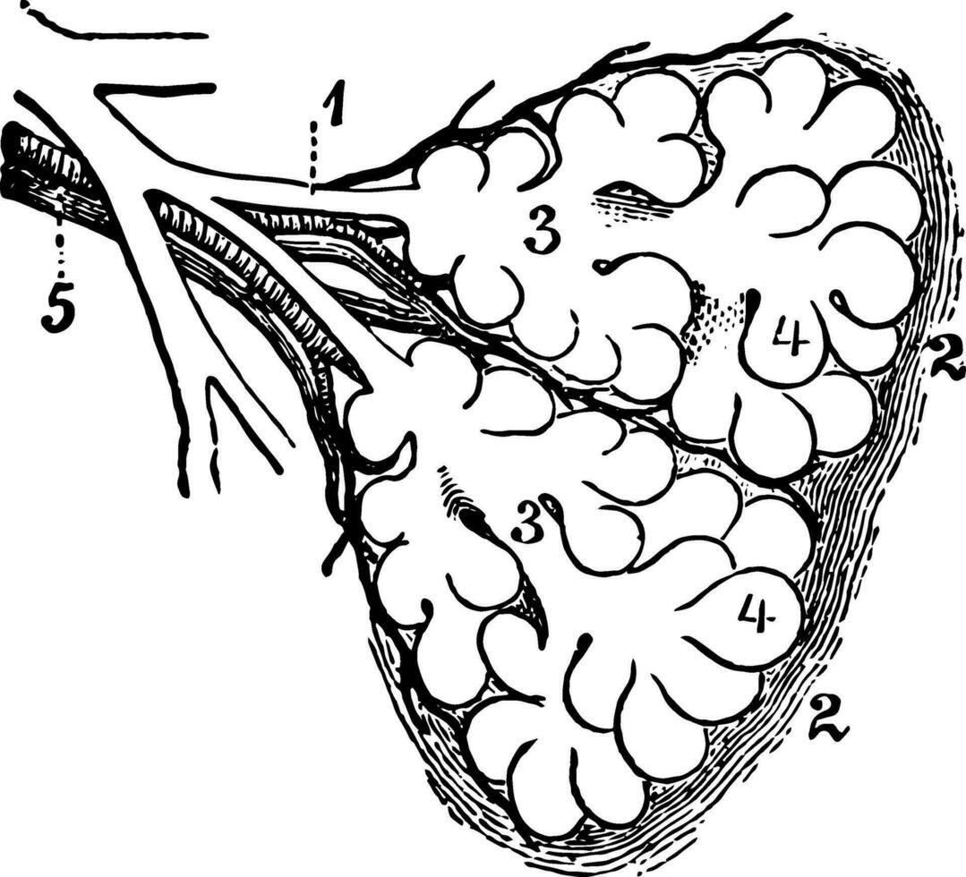 diagram av de två primär lobules av de lunga, årgång illustration. vektor