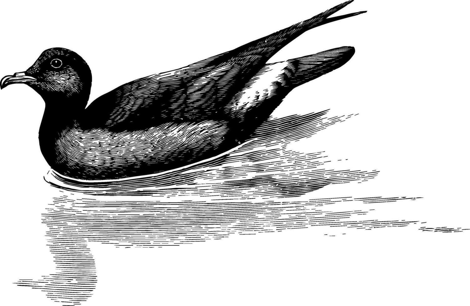 storm petrel simning med reflexion, årgång illustration. vektor