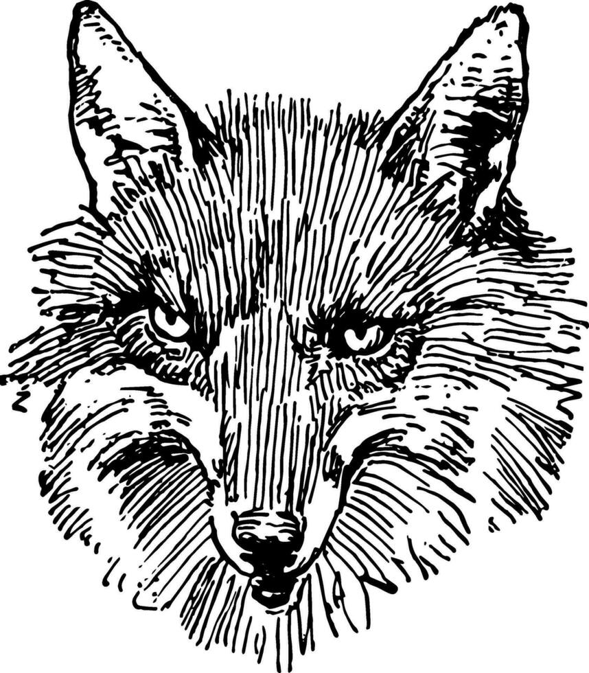 reynard das Fuchs, Jahrgang Illustration vektor