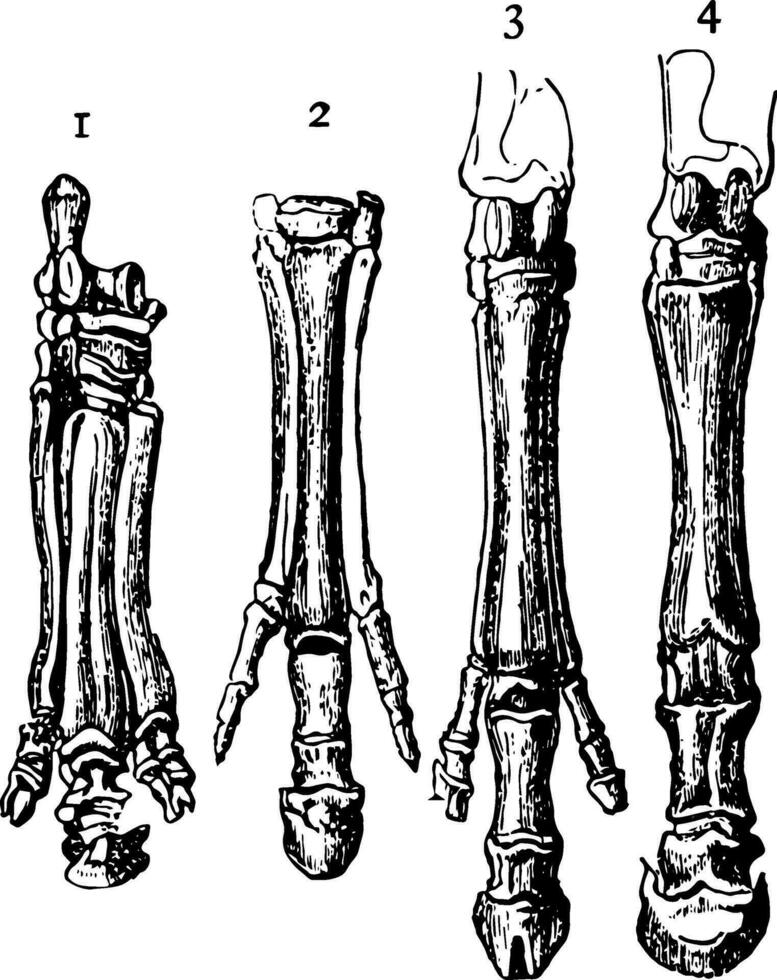 Pferd Füße, Jahrgang Illustration vektor