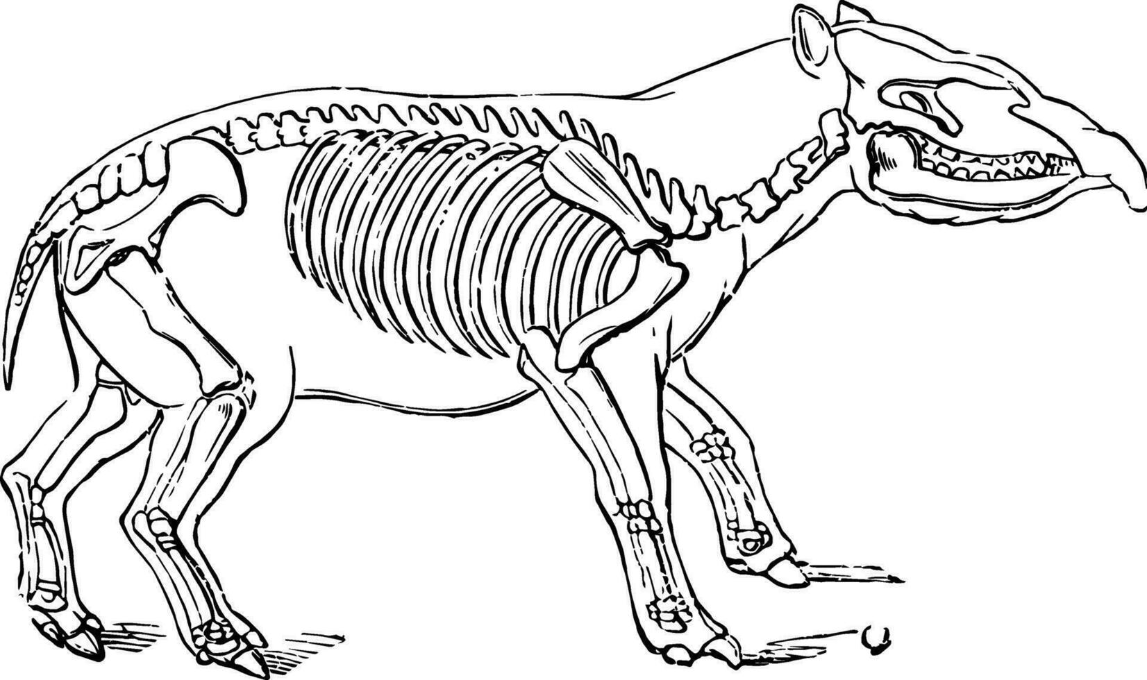 Palaeotherium magnum, Vintage-Illustration. vektor