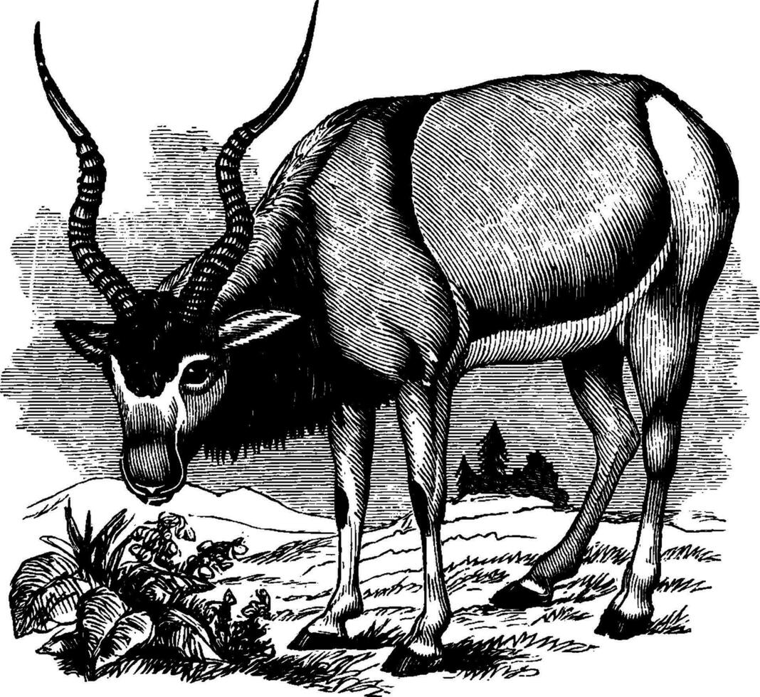 addax, Jahrgang Illustration. vektor