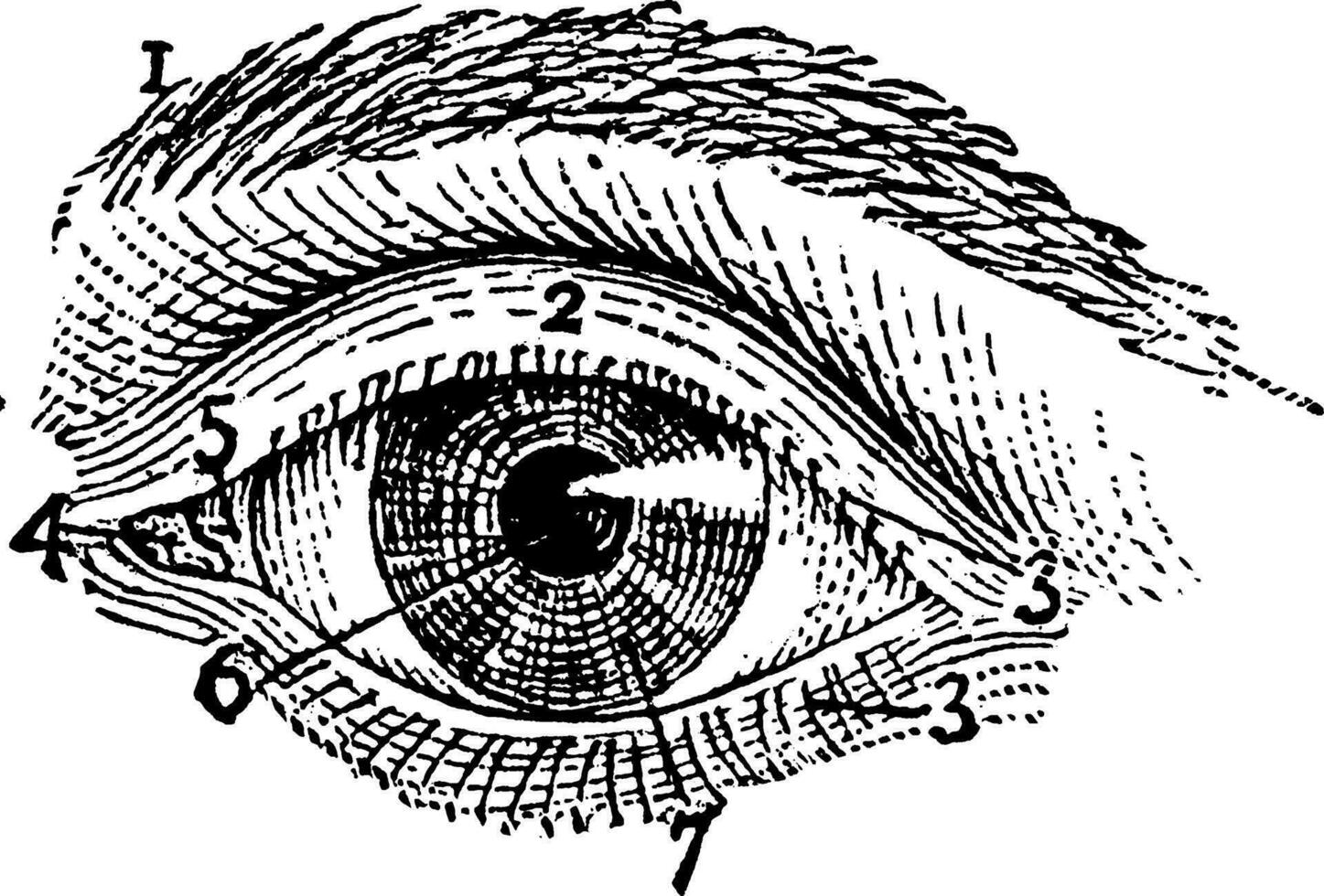 exteriör av vänster mänsklig öga, årgång illustration. vektor