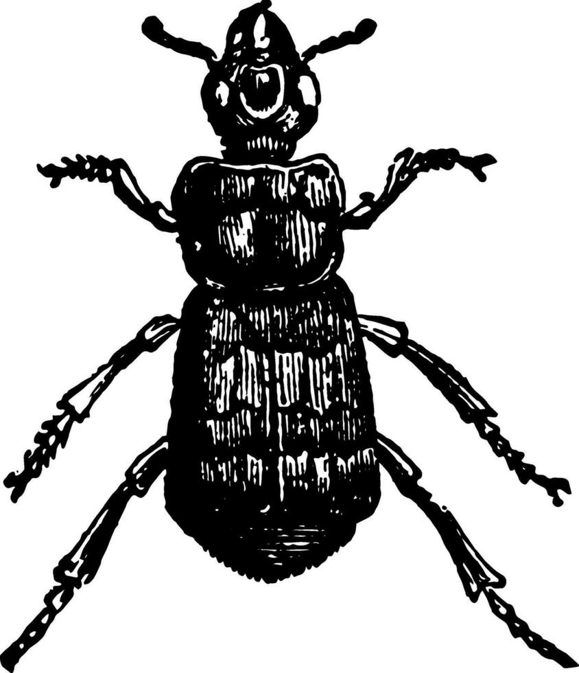 Nekrophorus Vespillo Jahrgang Illustration. vektor