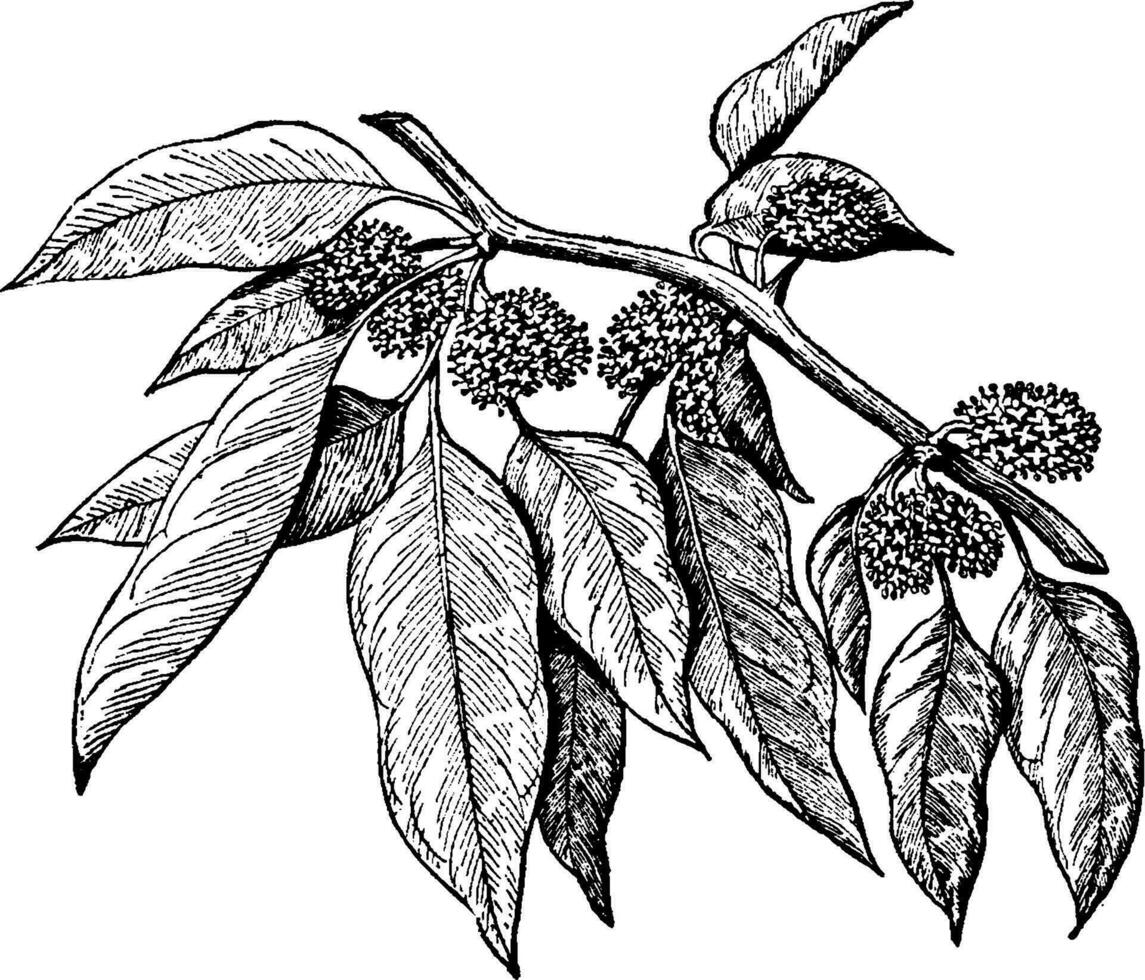 manlig blommor av de osage-orange årgång illustration. vektor