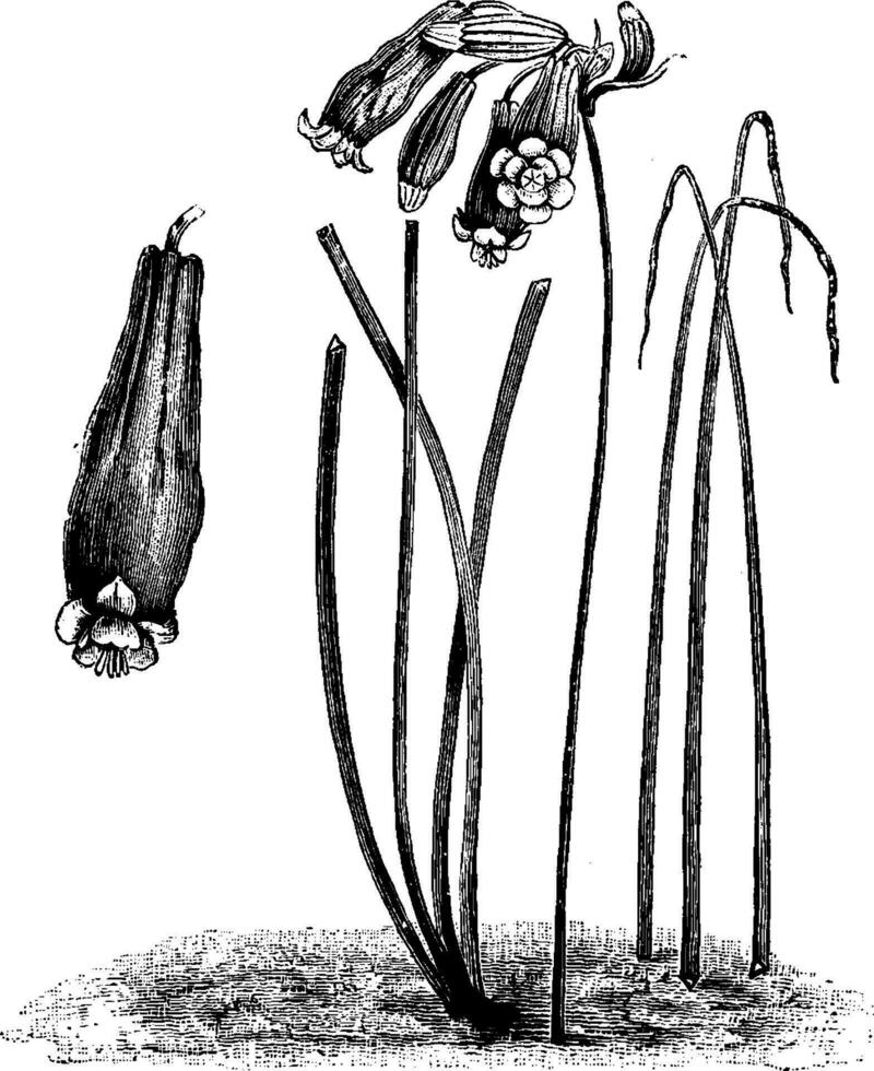 brodiaea, coccinea, blomma, stam, löv årgång illustration. vektor