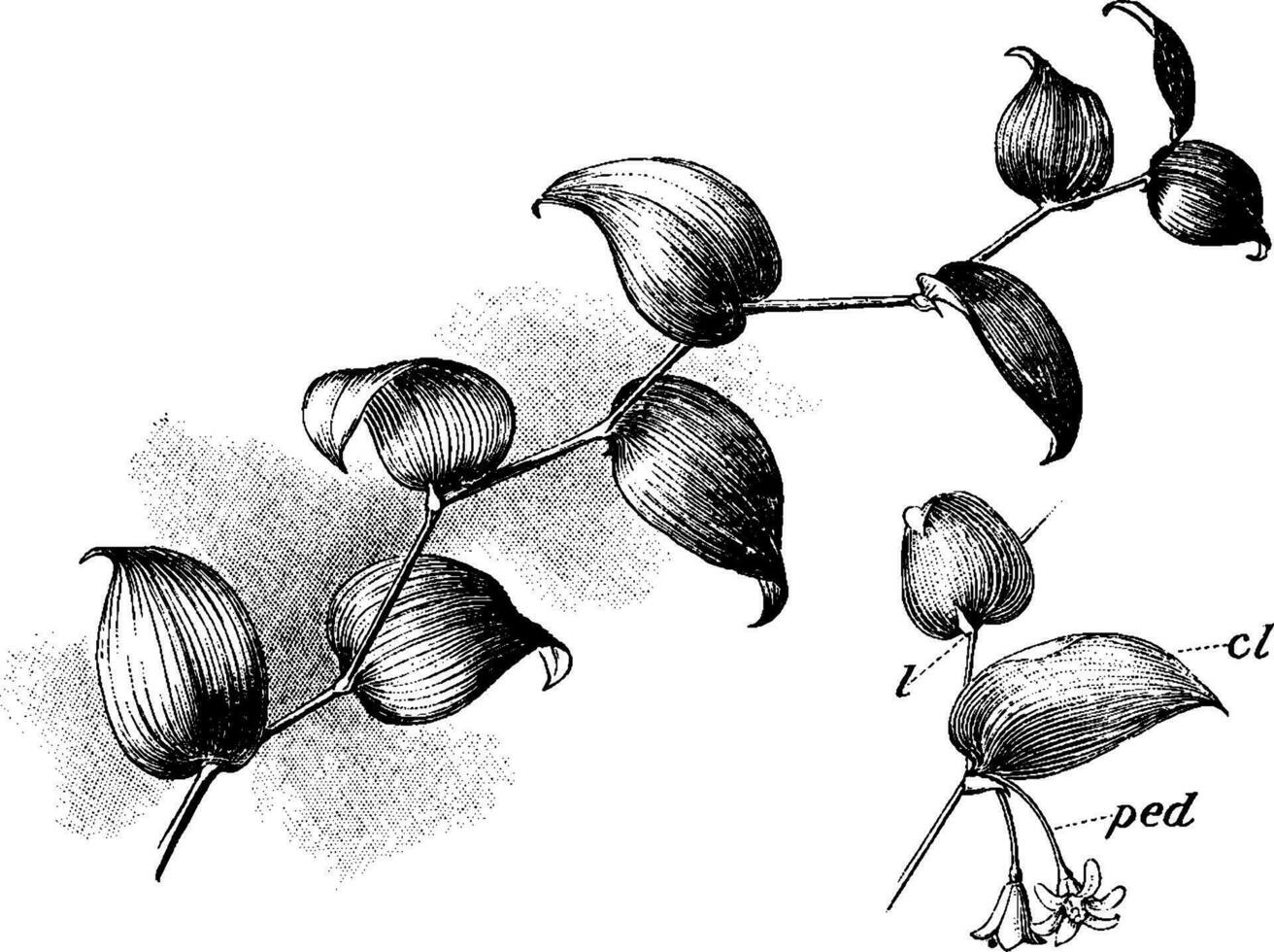 smilax årgång illustration. vektor