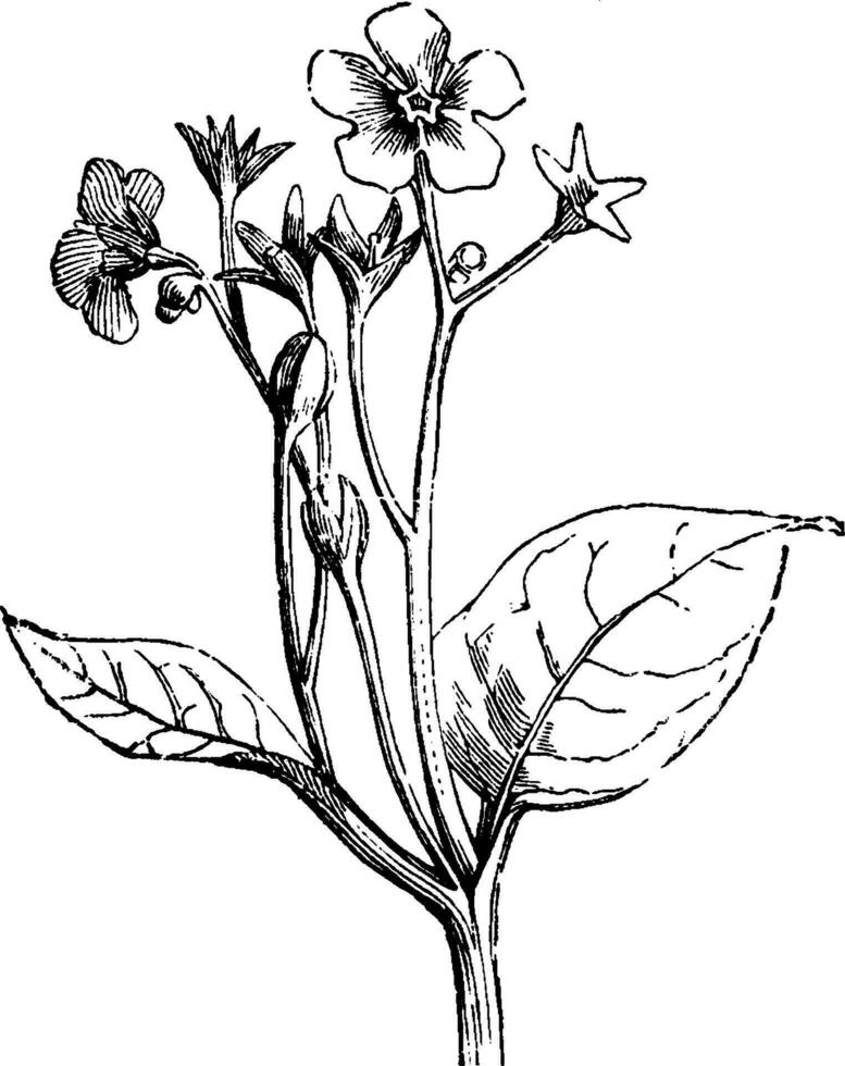 omphalodes verna årgång illustration. vektor