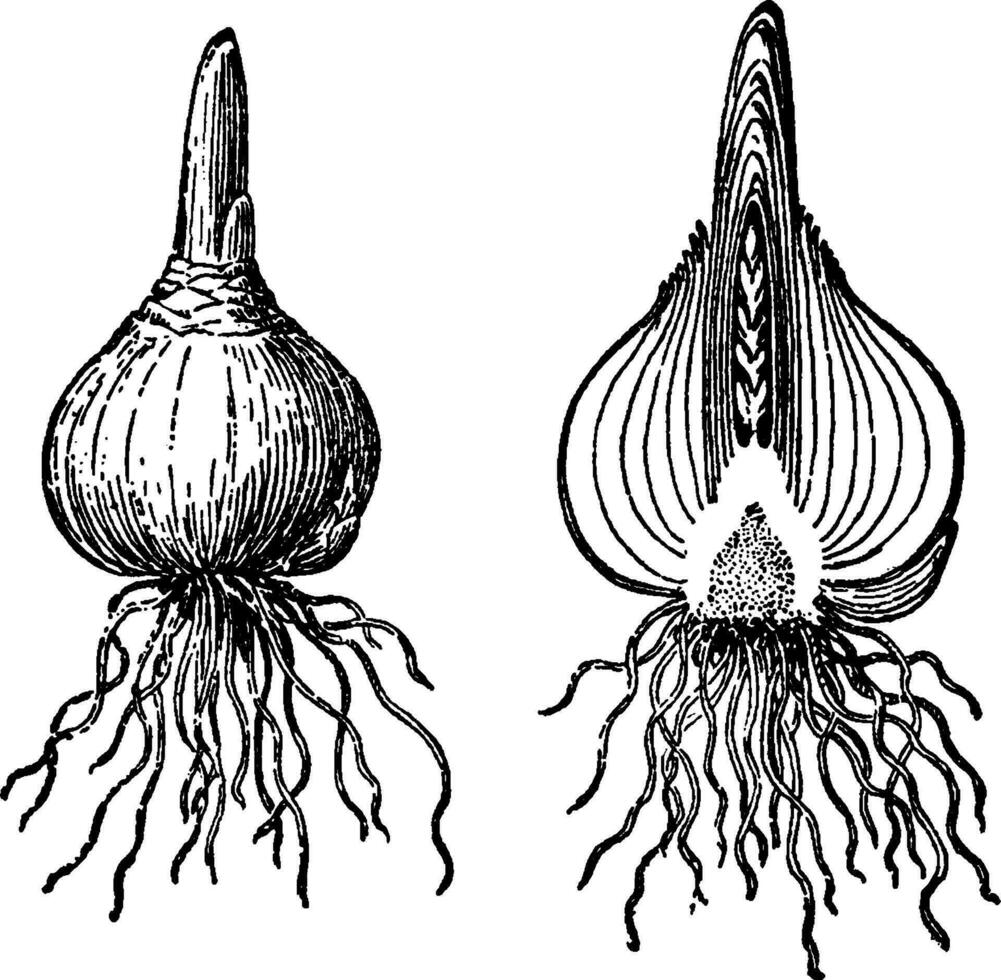 hyacint Glödlampa årgång illustration. vektor