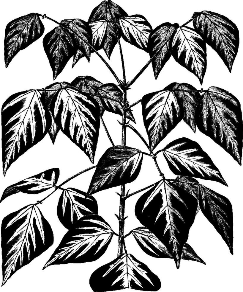 Erythrina Indica Paketli Jahrgang Illustration. vektor