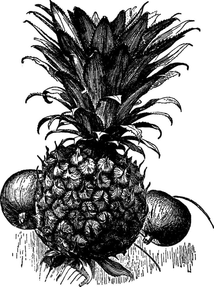 ananas årgång illustration. vektor