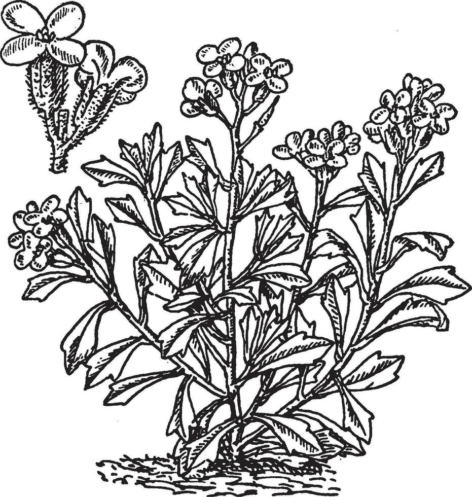 aubrietia deltoidea Jahrgang Illustration. vektor